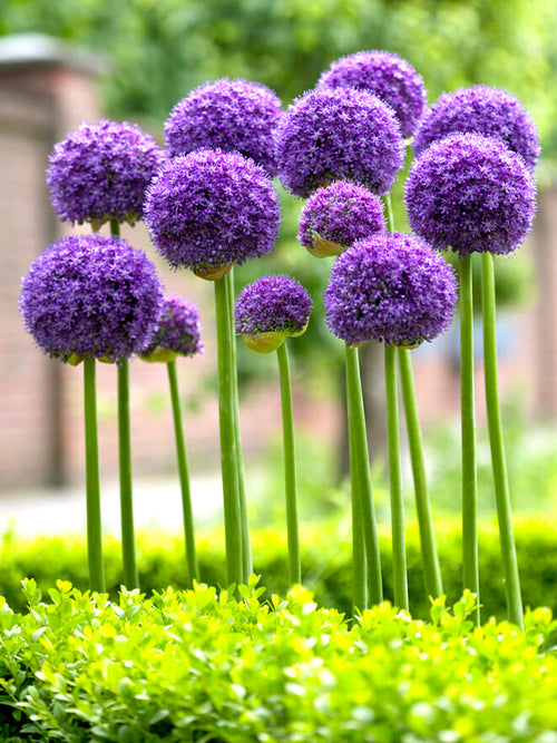 Buy Allium Gladiator Bulbs