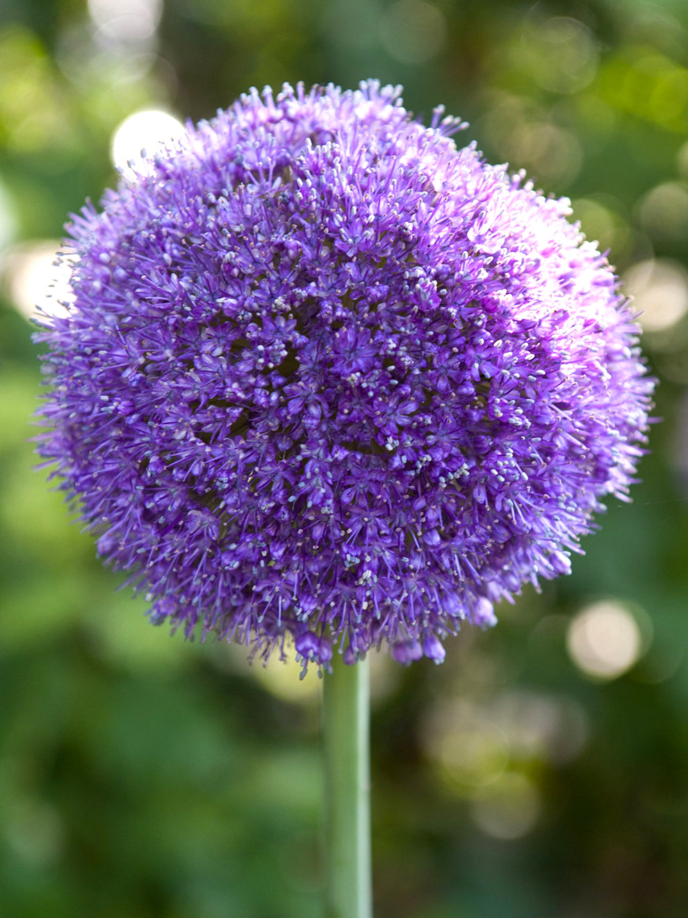 Plantes anti-taupes 5 bulbes (Allium Gladiator)