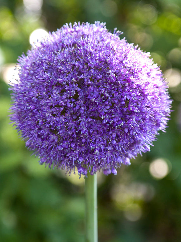 Allium Gladiator Bulbs from Holland