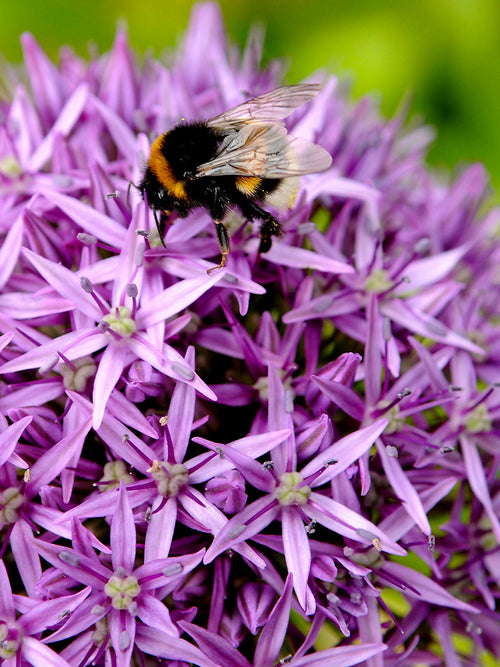 Allium Gladiator Bulbs from Holland