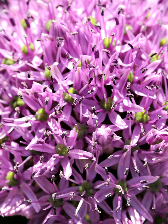 Allium Gladiator Bulbs