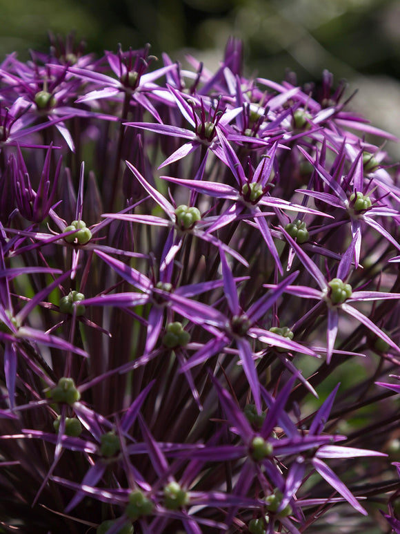 Buy Allium Gladiator Sensation Bulbs