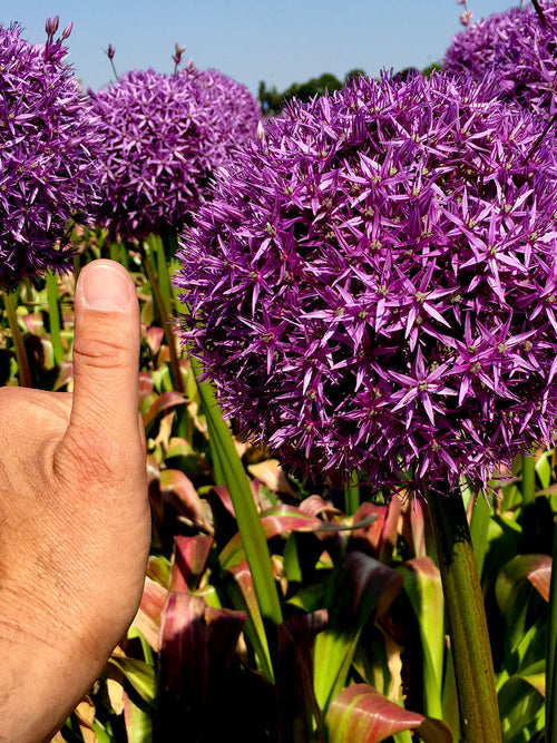 Allium Globemaster - Giant Purple Flowers - DutchGrown™