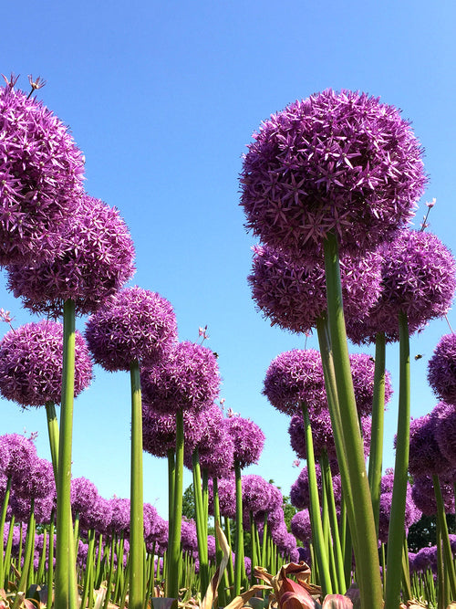 Extra Large Allium Globemaster - XXL - Huge Flowers