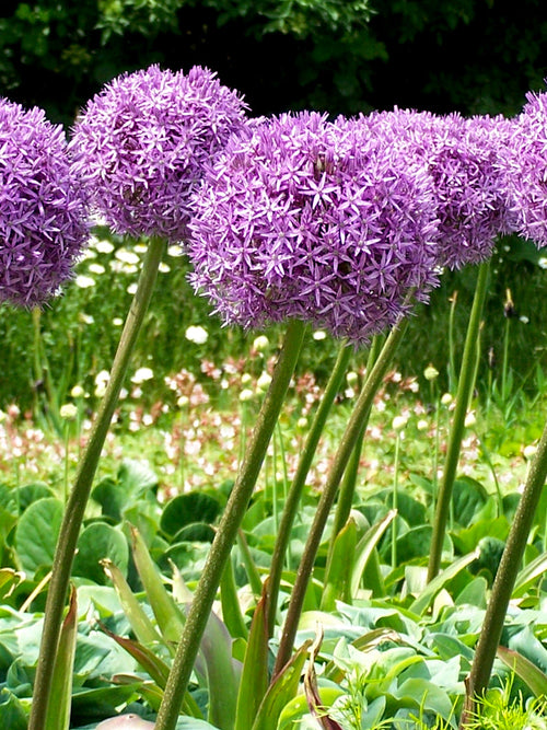 Allium Globemaster Bulbs - Giant Purple Blooms by DutchGrown™