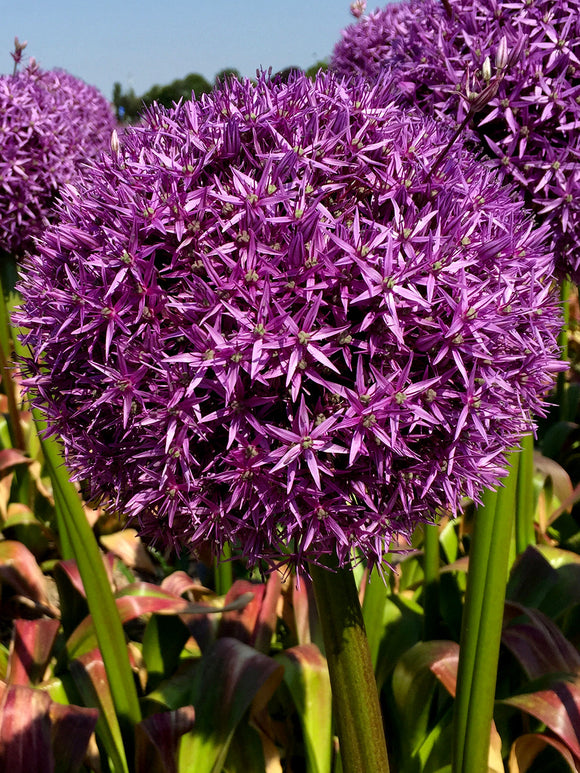 Allium Globemaster Bulbs - Giant Purple Blooms by DutchGrown™