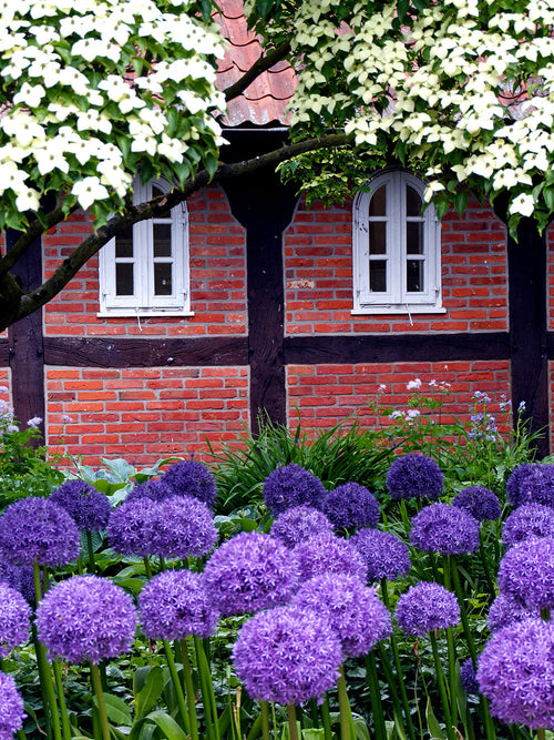 Allium Globemaster Bulbs - Giant Purple Blooms by DutchGrown™