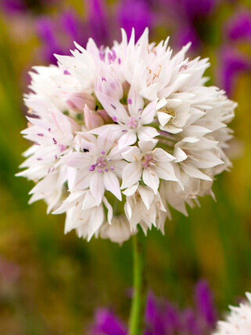Allium Graceful Beauty Flower Bulbs - Autumn Planted Dutch Grown Allium Bulbs