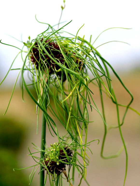 Allium Hair Bulbs - Weird Exclusive looking ornamental onion