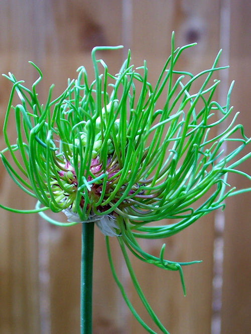 Allium Hair - Weird looking ornamental onion 