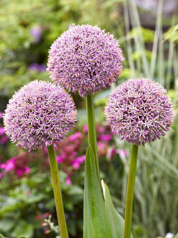 Allium Lucky Balloons Bulbs