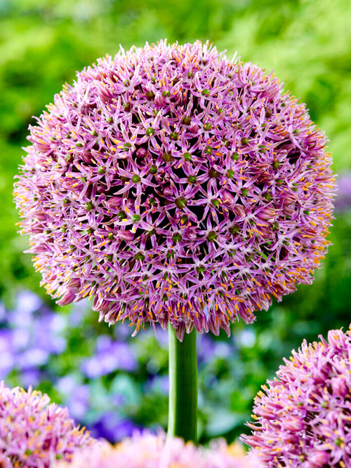 Allium Lucky Balloons Bulbs- Autumn Shipping