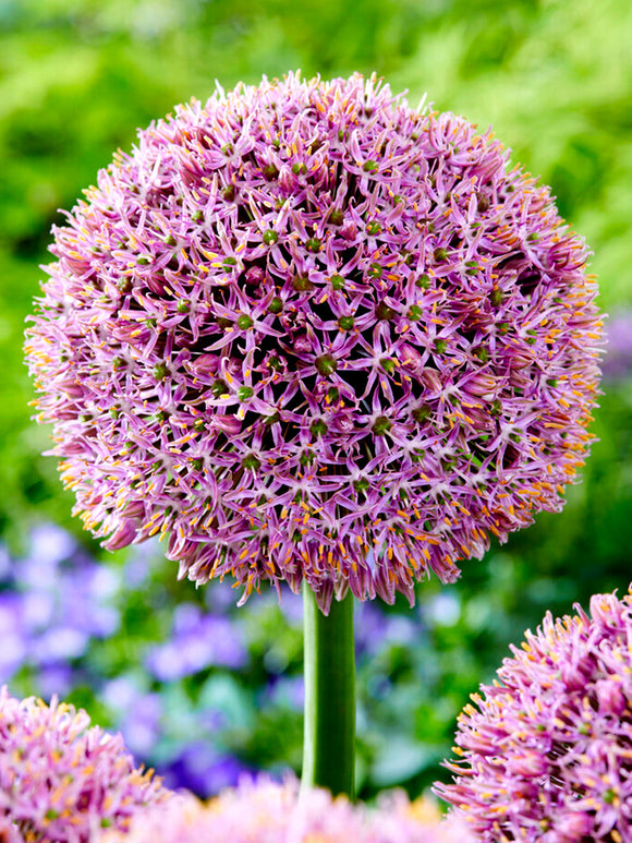 Allium Lucky Balloons Bulbs- Autumn Shipping