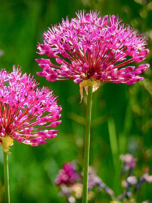 Buy Allium Bulbs Miami