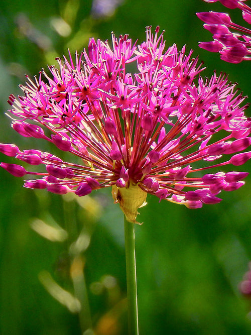 Allium Purplish Red Miami Ornamental Onion