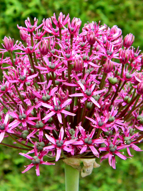 Allium Purplish Red Miami Ornamental Onion