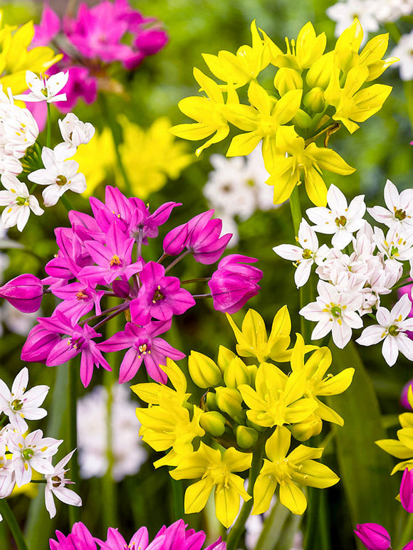 Mixed Colors Alliums - Dutch Grown Ornamental Onions - Autumn Planted Flower Bulbs Fresh From the Farm