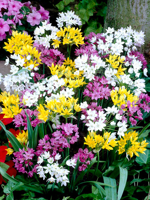 Mixed Colors Alliums - Dutch Grown Ornamental Onions - Autumn Planted Flower Bulbs Fresh From the Farm