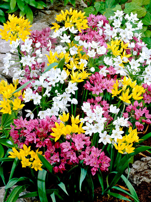 Mixed Colors Alliums - Dutch Grown Ornamental Onions - Autumn Planted Flower Bulbs Fresh From the Farm