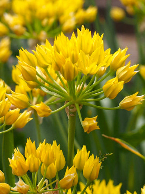 Allium Moly - Yellow Ornamental Onions - Autumn Planted Flower Bulbs