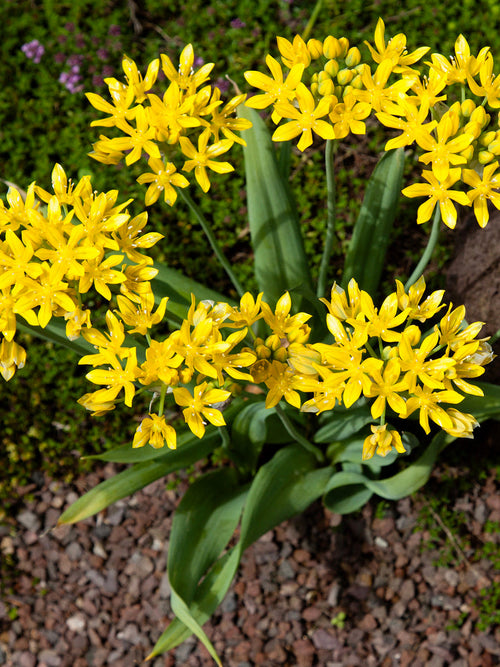 Yellow Allium Moly - Autumn Planted Allium Bulbs