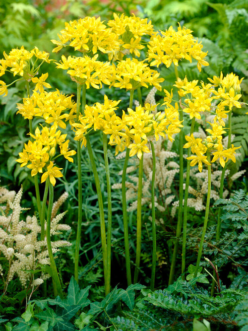 Allium Moly Bulbs - Yellow Allium Flowers