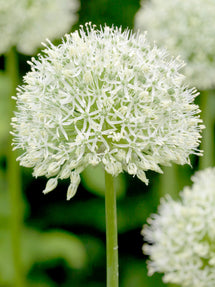 Allium Mount Everest