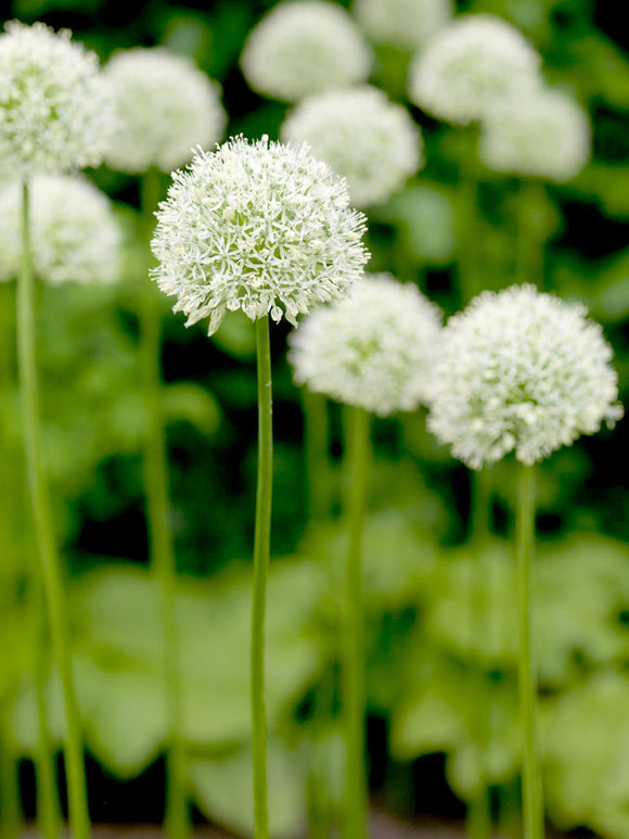 Allium Mount Everest Bulbs - White Allium Bulbs for Autumn Planting - Spring Blooming