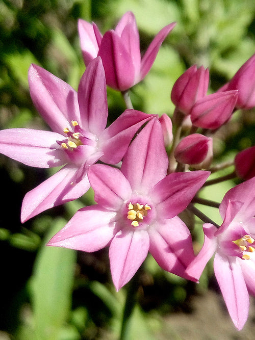 Ostrowskianum Allium - Pink Allium Ornamental Onion