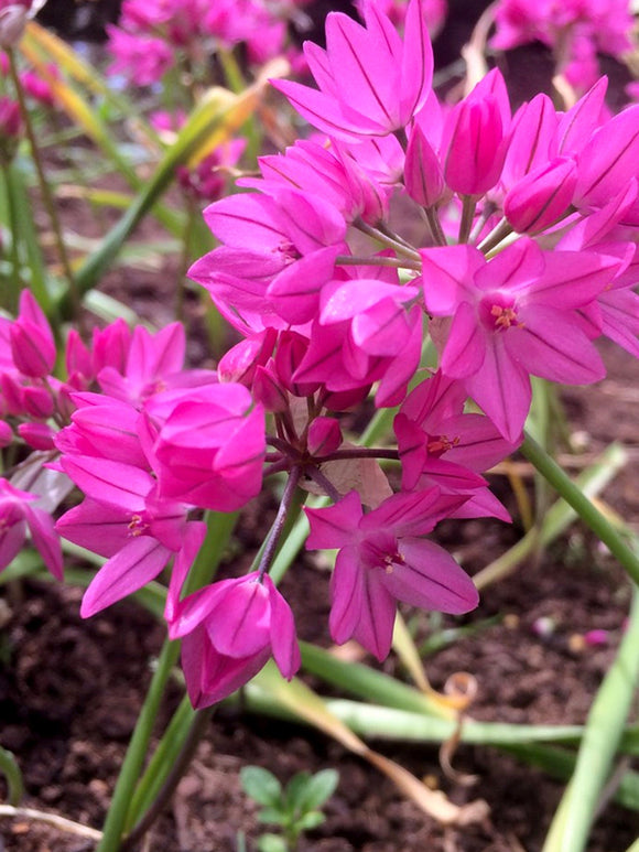 Pink Alliums - Ostrowskianum Allium Bulbs