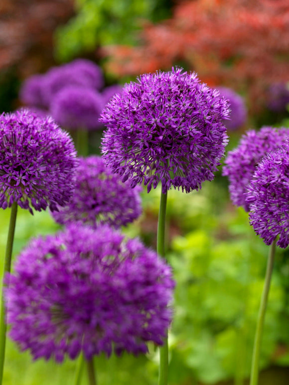 Allium Bulbs Purple Sensation