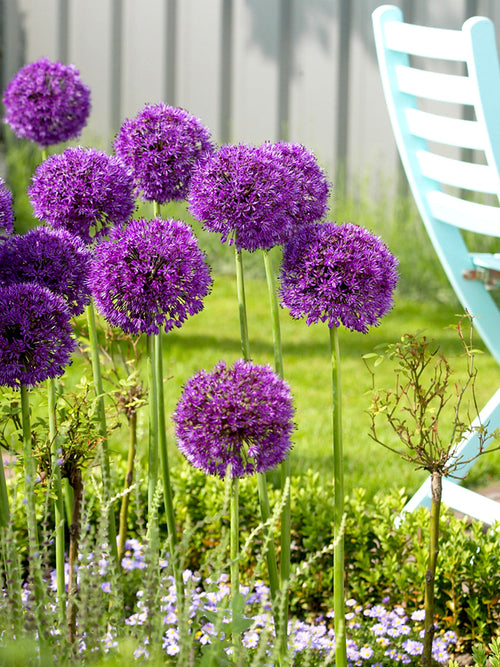Flower Bulbs Allium Purple Sensation