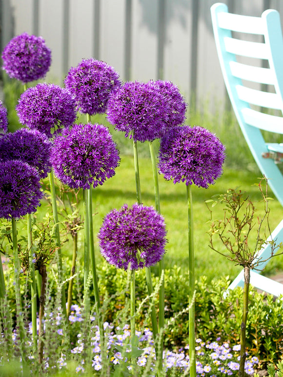 Flower Bulbs Allium Purple Sensation