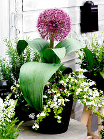Allium Red Giant
