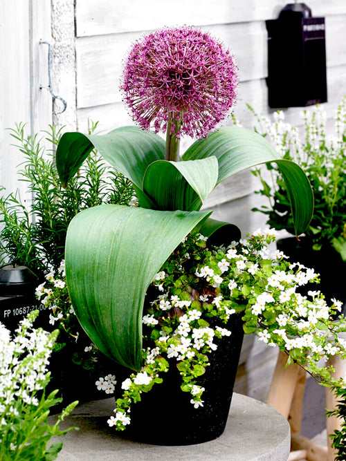 Buy Allium Red Giant bulbs