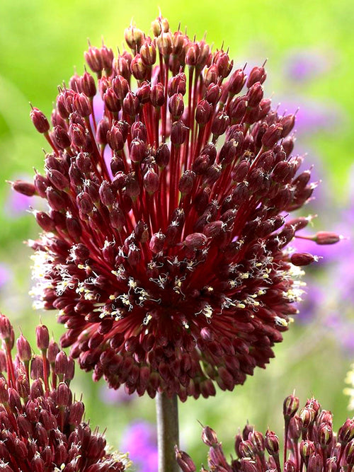 Buy Allium Red Mohican Bulbs