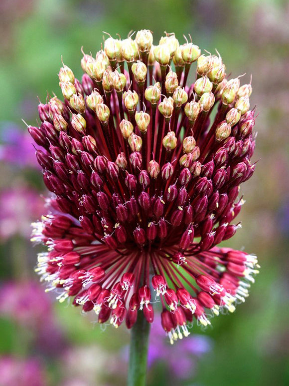 Allium Red Mohican Flower Bulbs