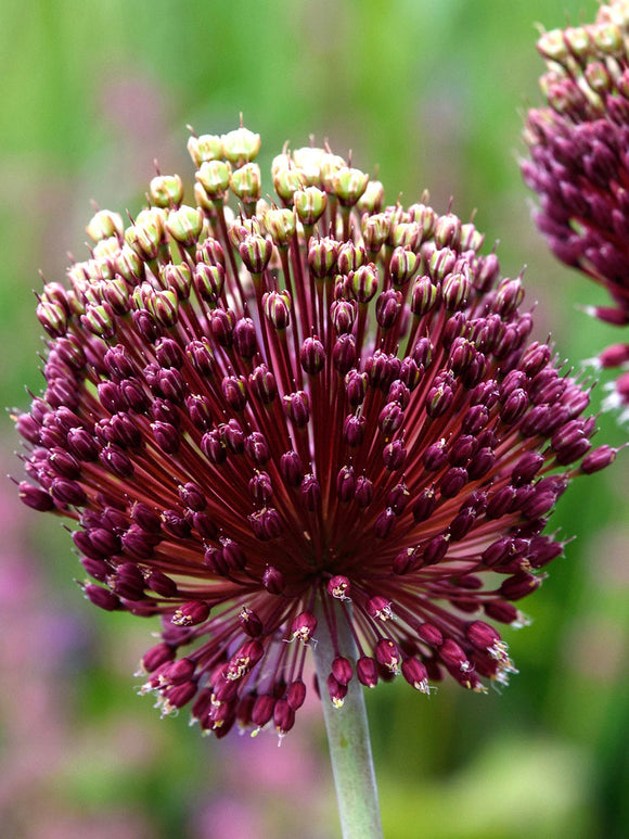 Allium Red Mohican Bulbs