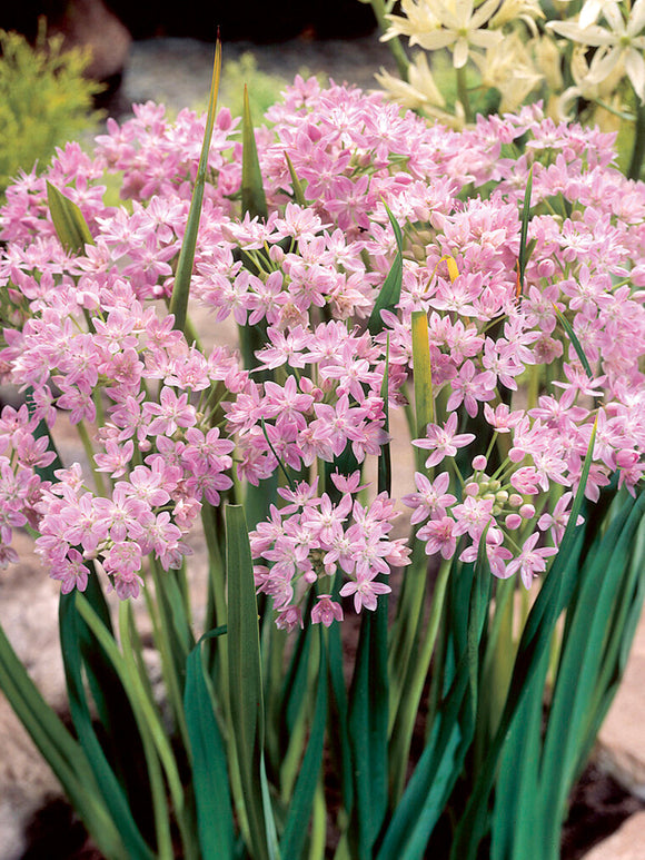 Allium Roseum - Pink Ornamental Onion for Autumn Planting and Spring Blooming