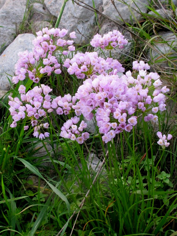 Pink Allium Roseum - Autumn Planting Allium Bulbs