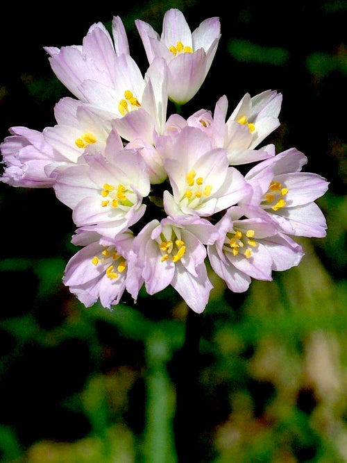 Pink Allium Roseum - Autumn Planting Allium Bulbs