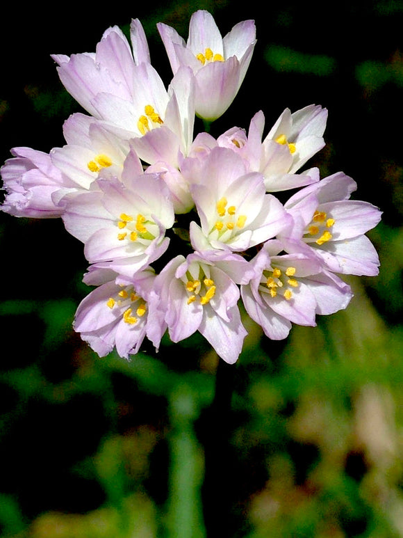Pink Allium Roseum - Autumn Planting Allium Bulbs