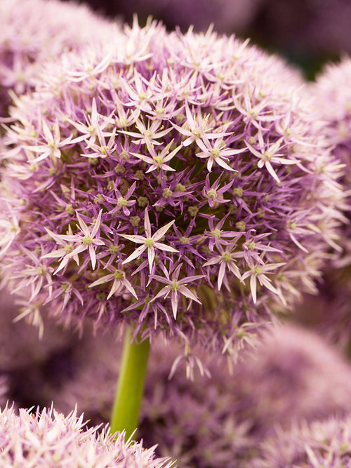 Allium Round and Purple