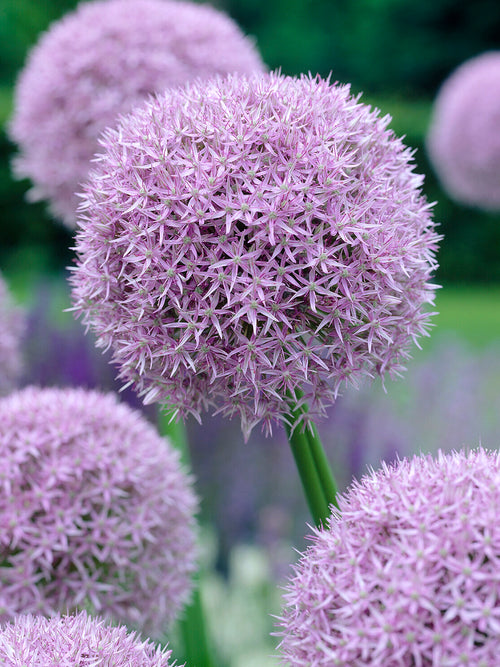 Buy Allium Round and Purple Bulbs