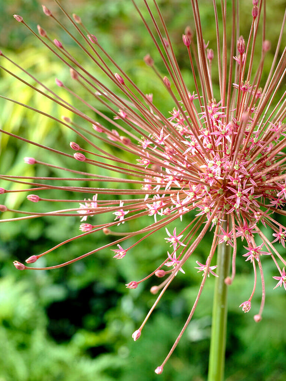 Alliums Schubertii - Ornamental Onion