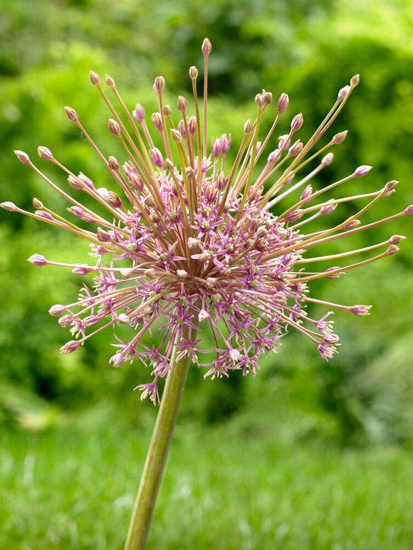 Alliums Schubertii - Ornamental Onion