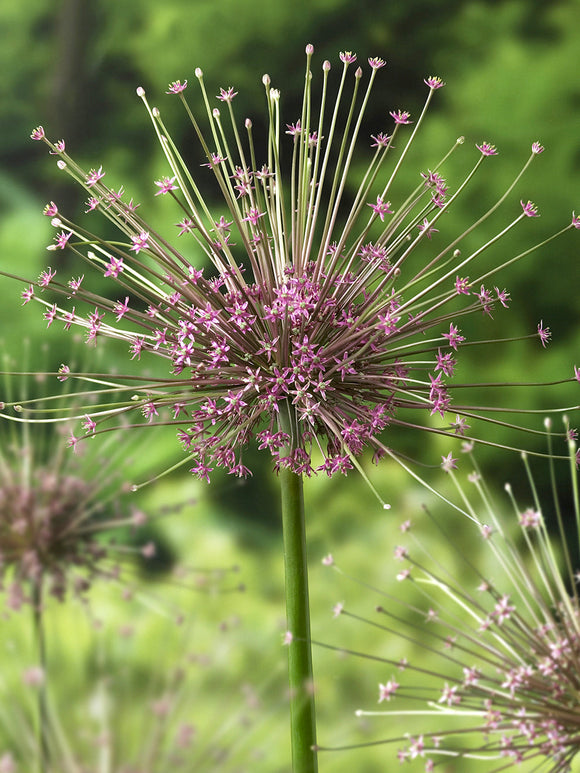 Allium Schubertii Bulbs - Huge Flowers