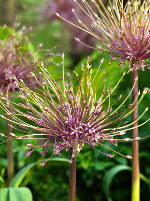 Allium Schubertii Bulbs - Huge Flowers