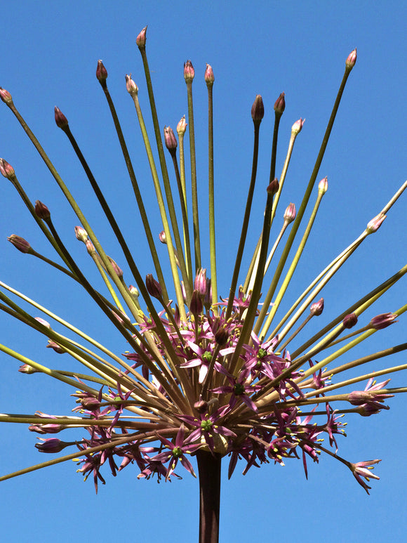 Alliums Schubertii - Ornamental Onion