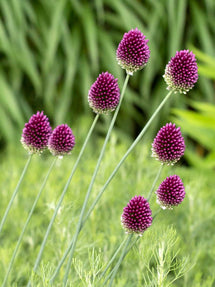 Allium Sphaerocephalon (Drumsticks)